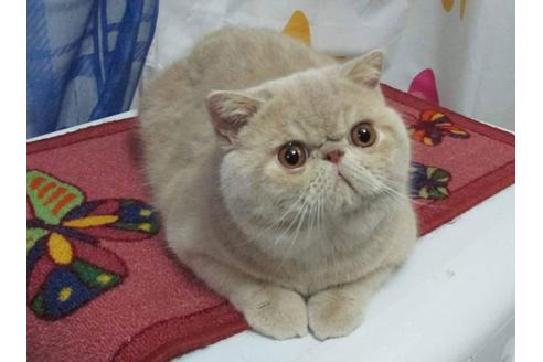 販売中のエキゾチックショートヘアの親猫
